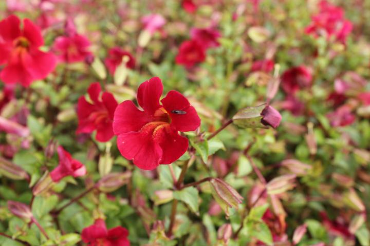 Mimulus cupreus 'Roter Kaiser'