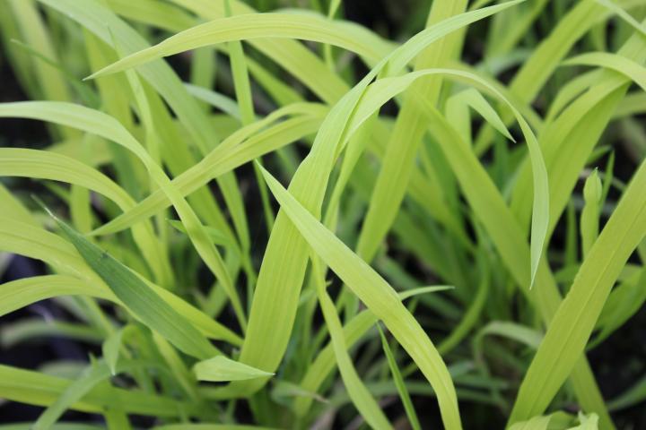 Milium effusum 'Aureum'