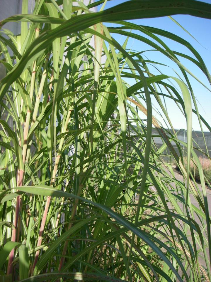 Miscanthus floridulus (x) 3l.