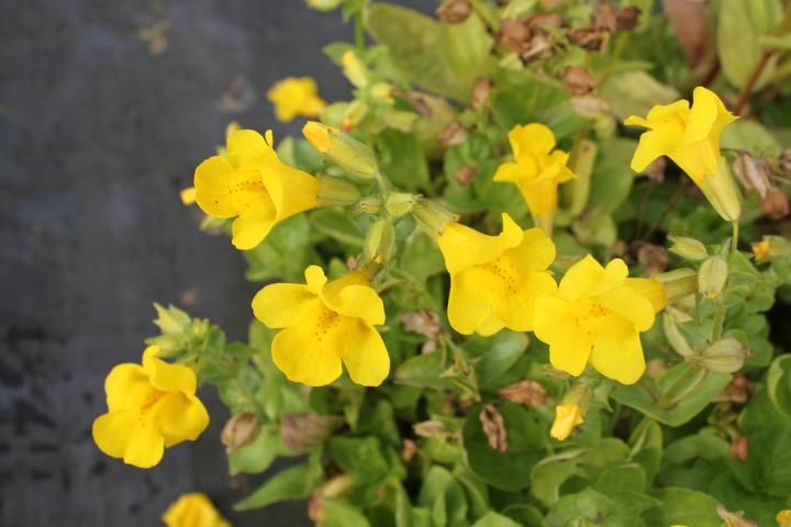 Mimulus luteus