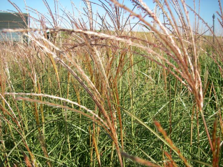 Miscanthus sinensis 'Adagio'