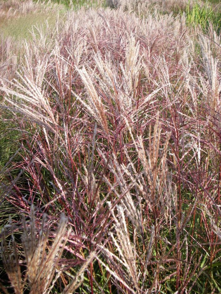 Miscanthus sinensis 'Ferner Osten'
