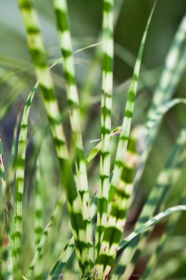 Miscanthus sinensis 'Gold Bar' ®