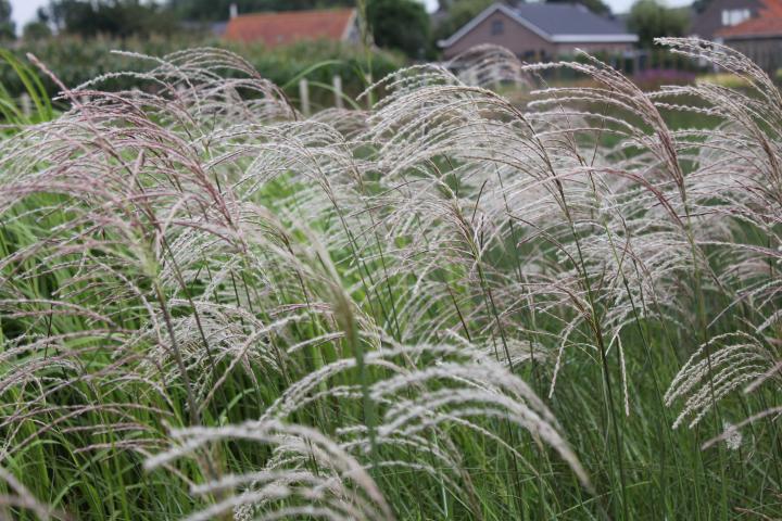 Miscanthus sinensis 'Graziella'