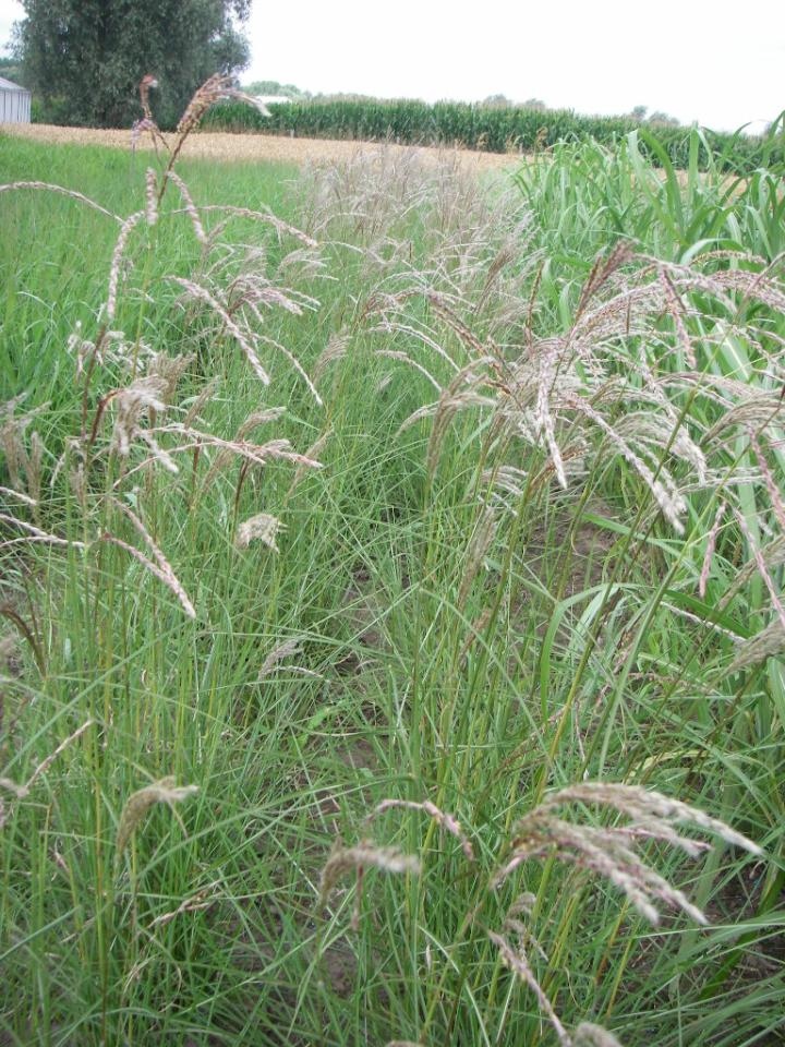 Miscanthus sinensis 'Kleine Fontäne'