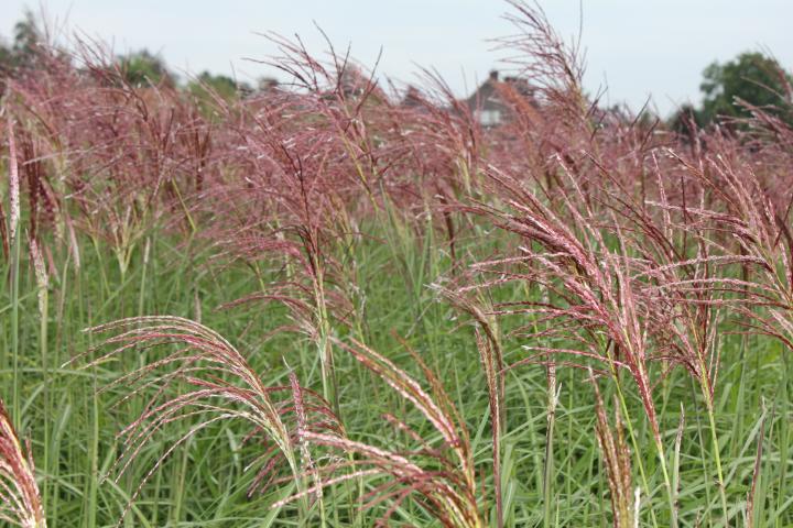 Miscanthus sinensis 'Malepartus'