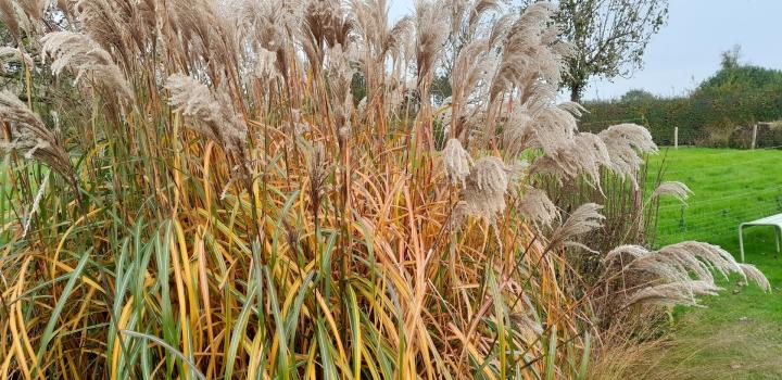 Miscanthus sinensis 'Malepartus'