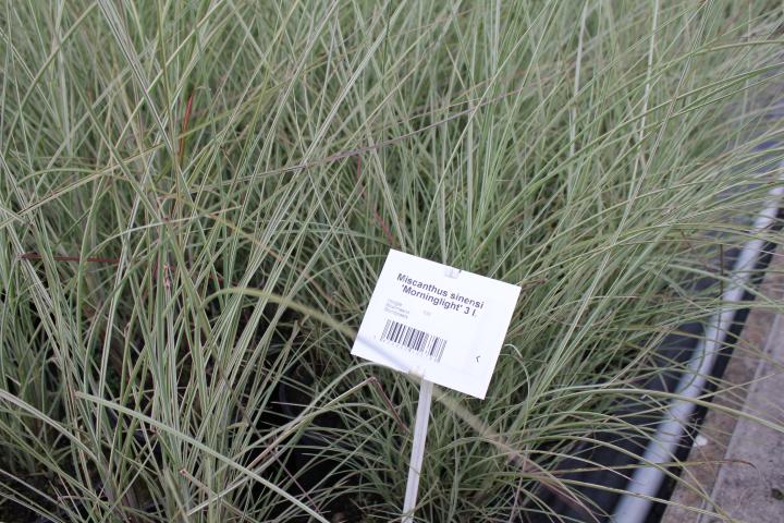Miscanthus sinensis 'Morning Light' 3l.