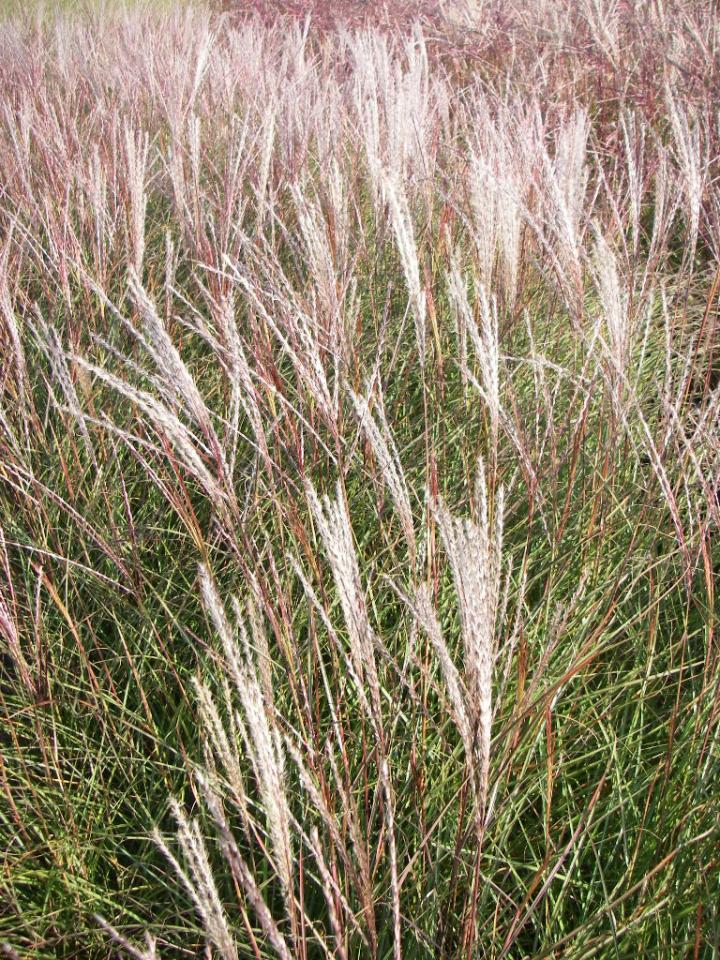 Miscanthus sinensis 'Yakushima Dwarf'