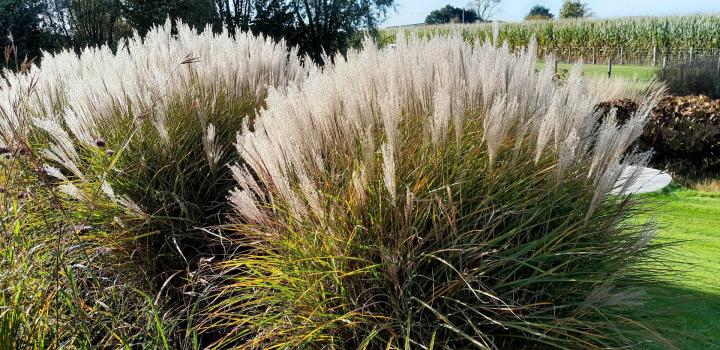 Miscanthus sinensis 'Yakushima Dwarf'