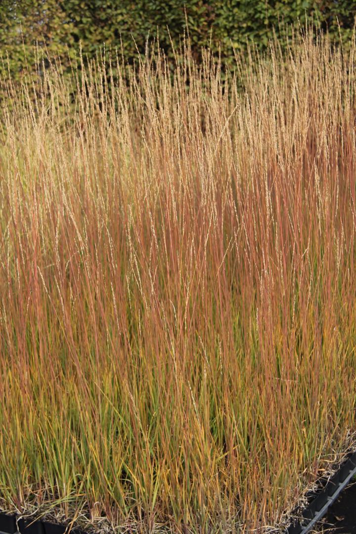 Molinia caerulea 'Aha-Erlebnis' PBR