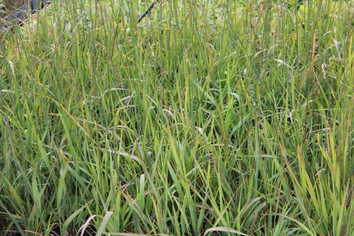 Molinia arundinacea 'Karl Foerster'