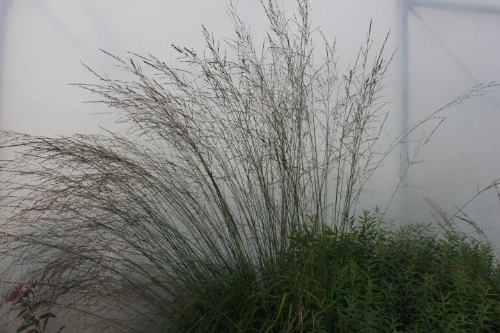 Molinia arundinacea 'Transparent'