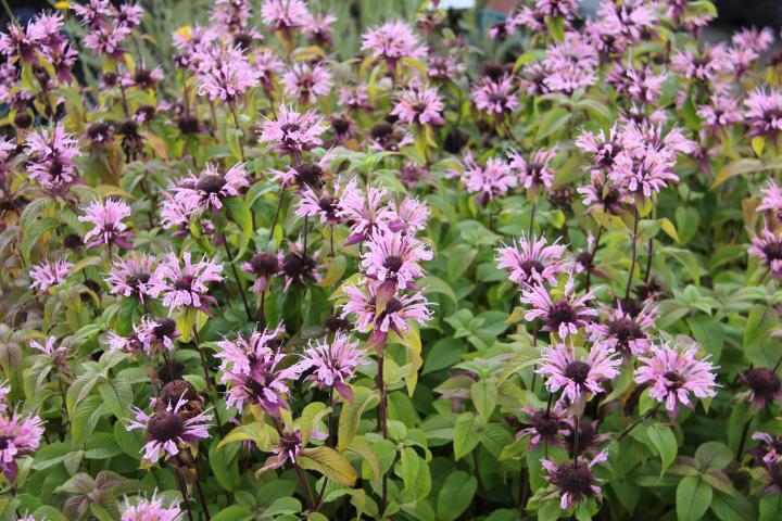 Monarda  'Beauty of Cobham'