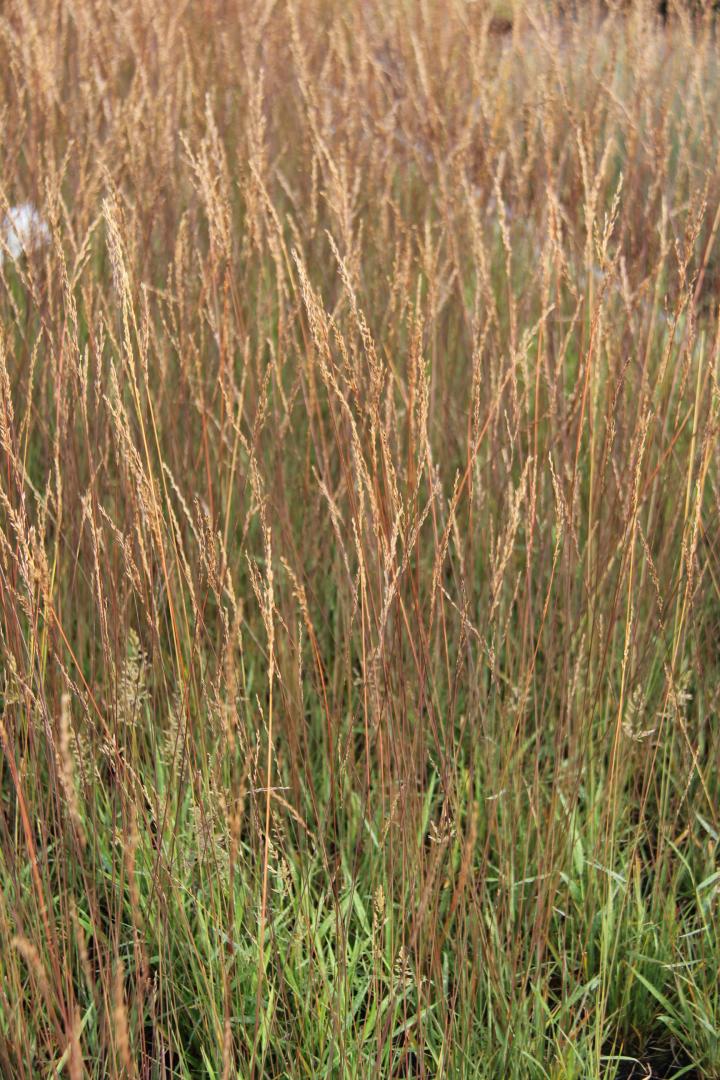 Molinia caerulea 'Edith Dudszus'