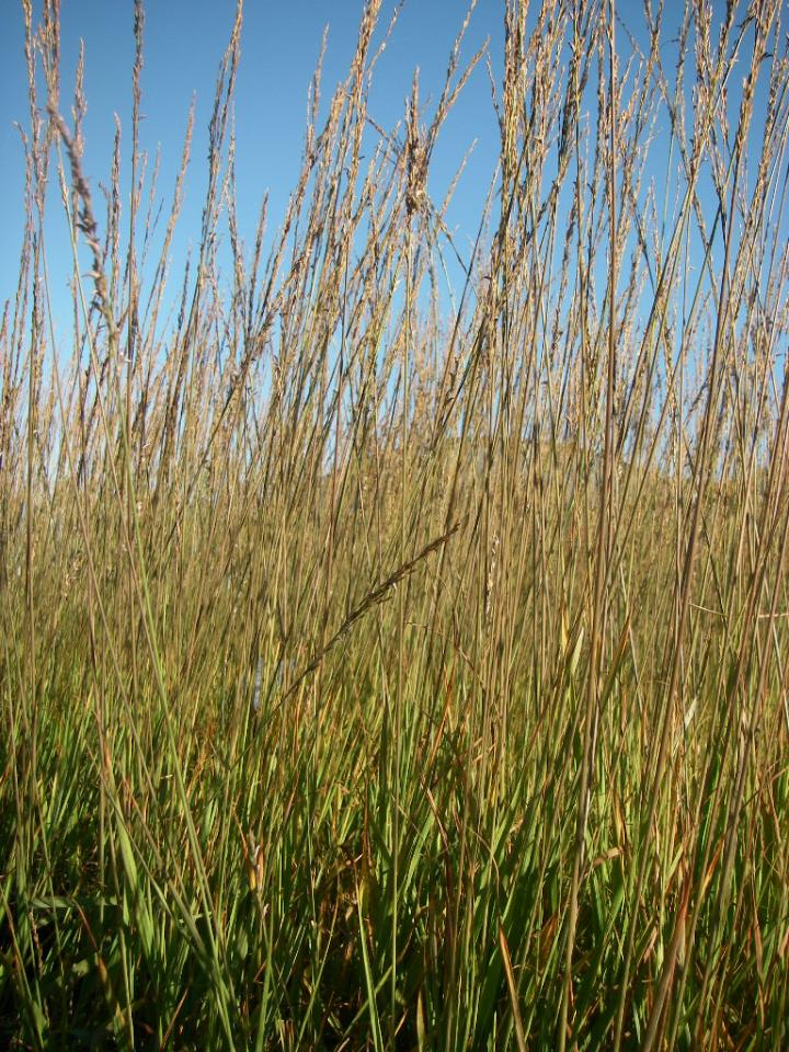 Molinia caerulea 'Heidebraut'