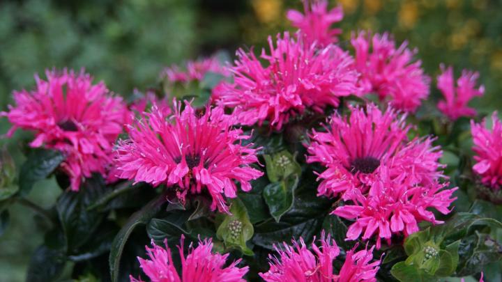 Monarda  'Cranberry Lace' ®