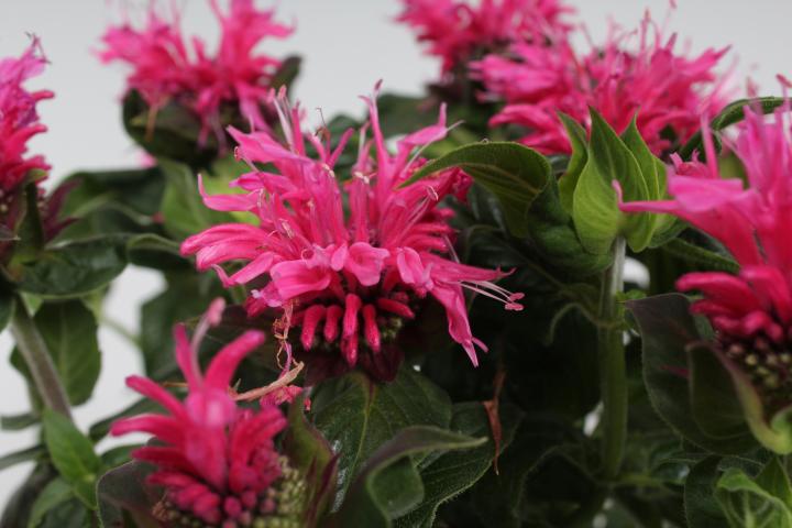 Monarda  'Cranberry Lace' ®