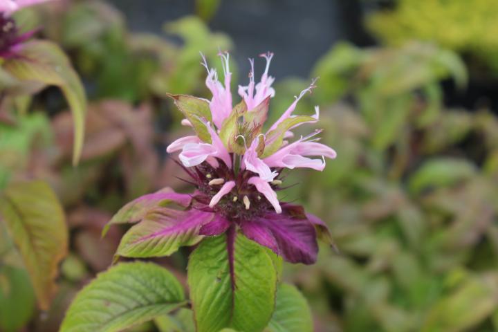 Monarda  'Croftway Pink'