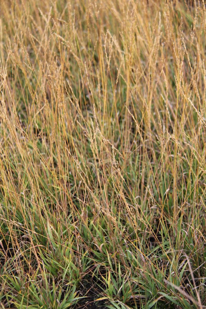 Molinia caerulea 'Poul Petersen'