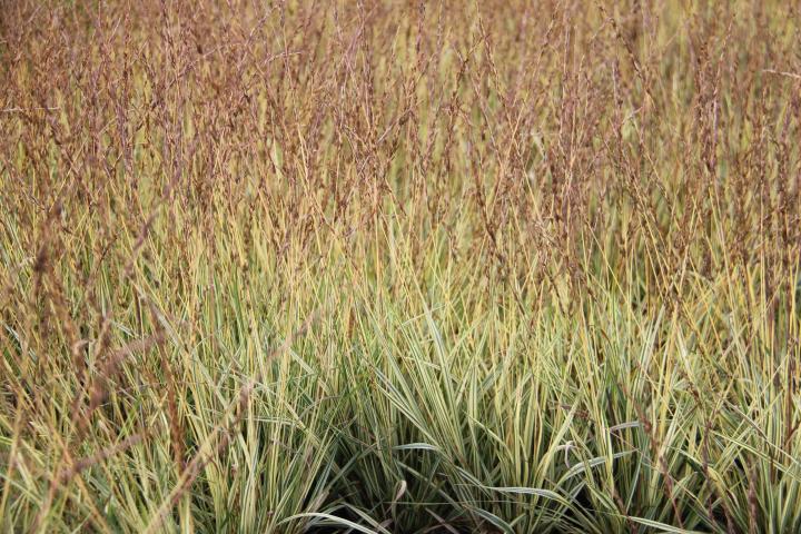 Molinia caerulea 'Variegata'
