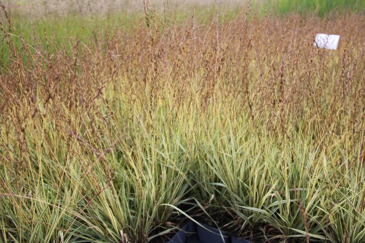 Molinia caerulea 'Variegata'