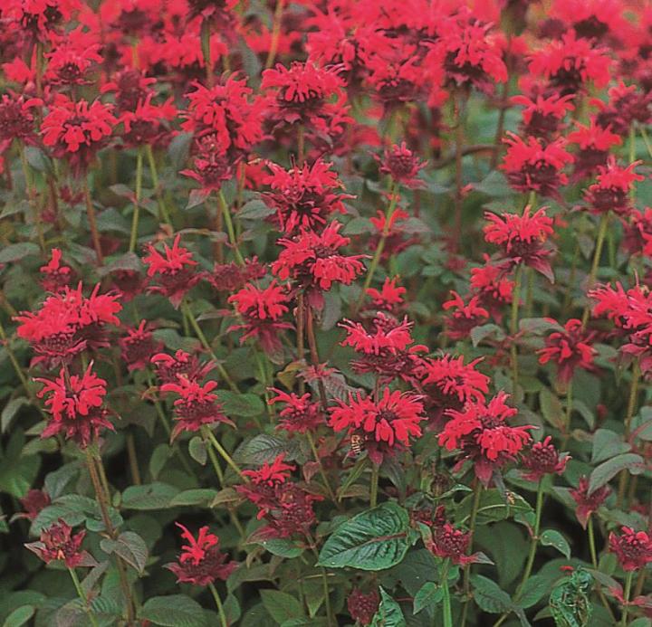 Monarda didyma