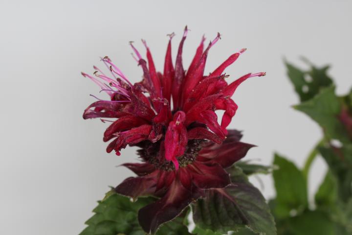 Monarda  'Fireball' PBR