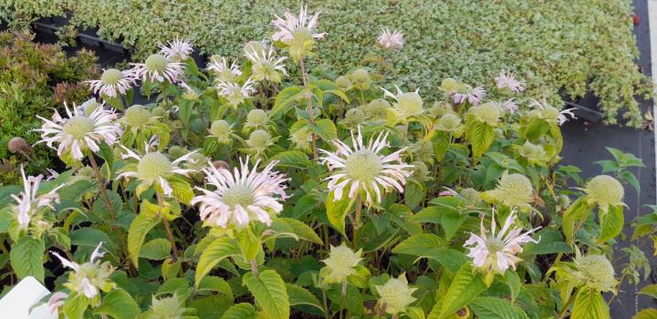 Monarda  'Fishes'