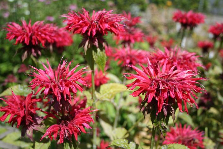Monarda  'Gardenview Scarlet'