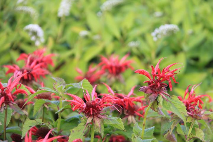 Monarda  'Gardenview Scarlet'