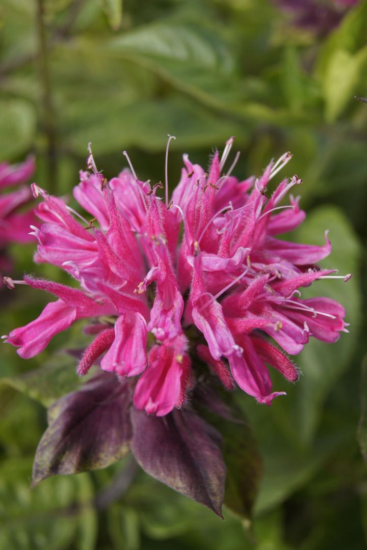 Monarda  'Marshall's Delight'