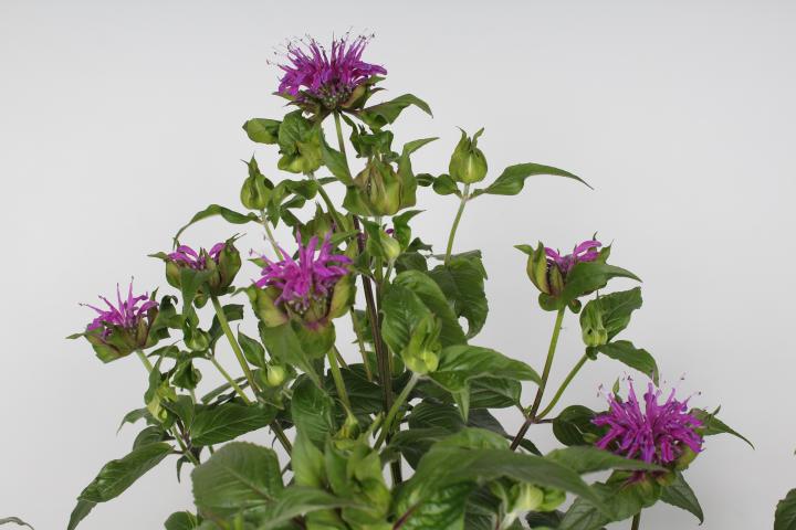 Monarda  'Prairienacht'