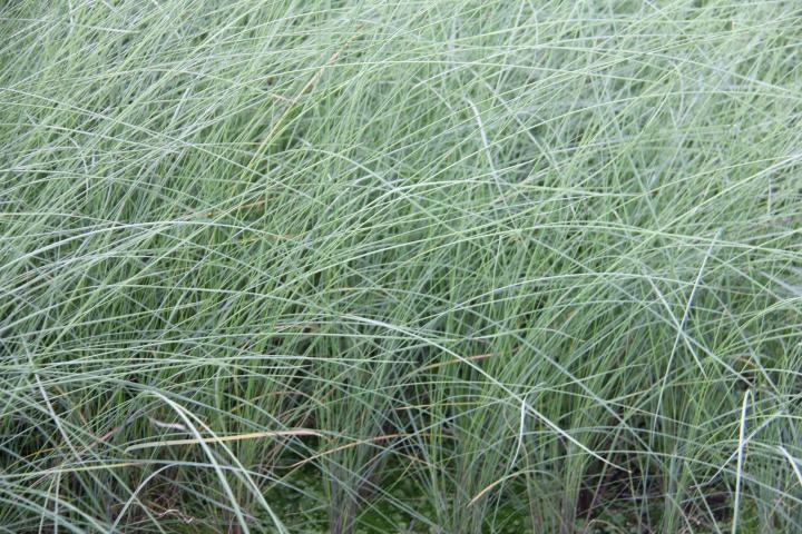 Muhlenbergia capillaris
