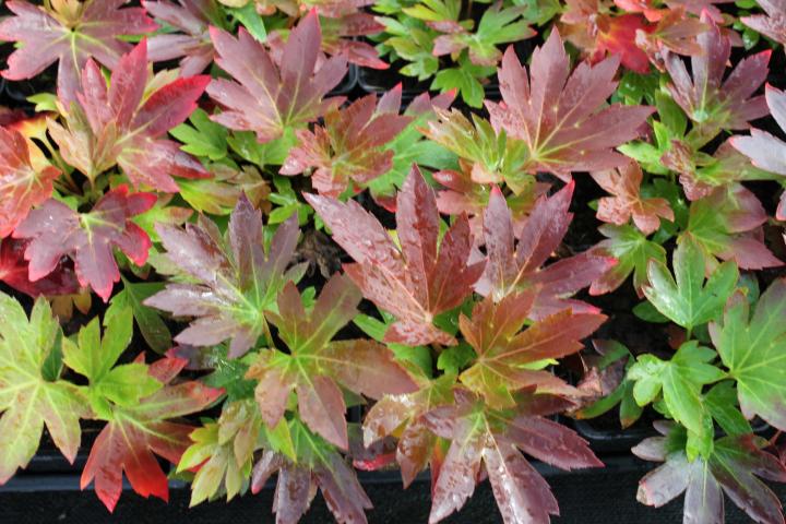 Mukdenia rossii 'Karasuba' ®