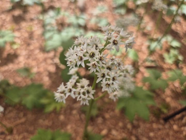 Mukdenia rossii 'Karasuba' ®