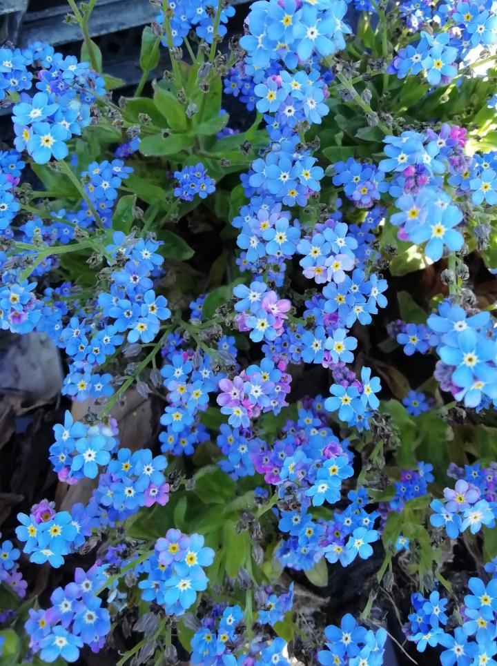 Myosotis sylvatica