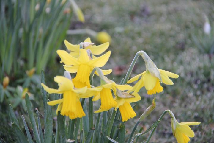 Narcissus  'Februari Gold'