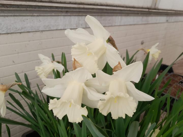 Narcissus  'Mount Hood'