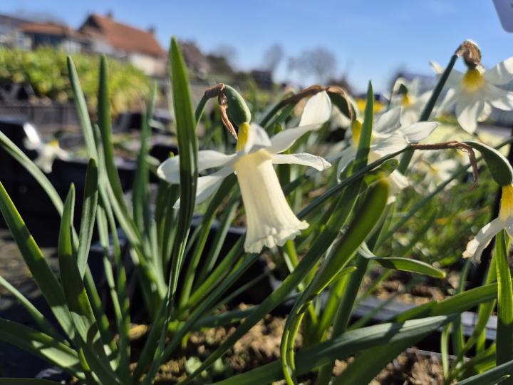 Narcissus pseudonarcissus subsp. lobularis