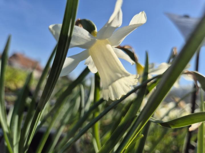 Narcissus pseudonarcissus subsp. lobularis