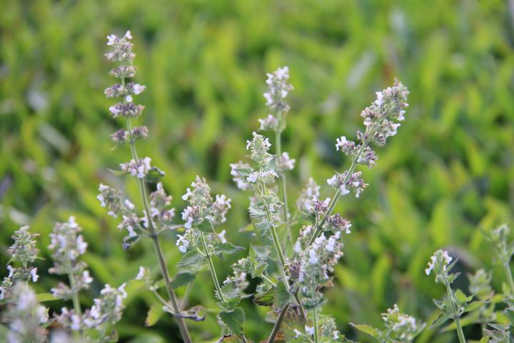 Nepeta cataria ssp. citriodora