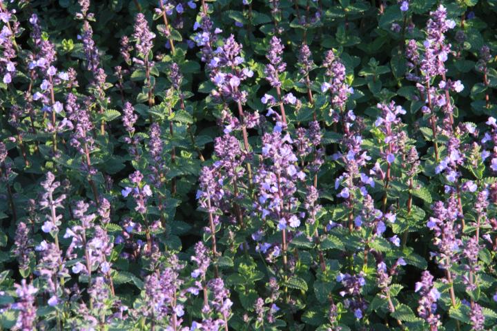 Nepeta  'Cat's Pajamas'