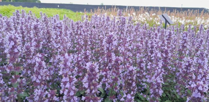 Nepeta  'Cat's Pajamas'