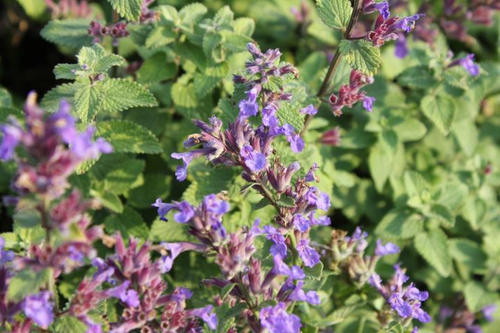 Nepeta faassenii (x) 'Blue Wonder'