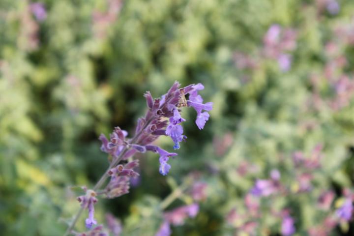 Nepeta faassenii (x) 'Dropmore'