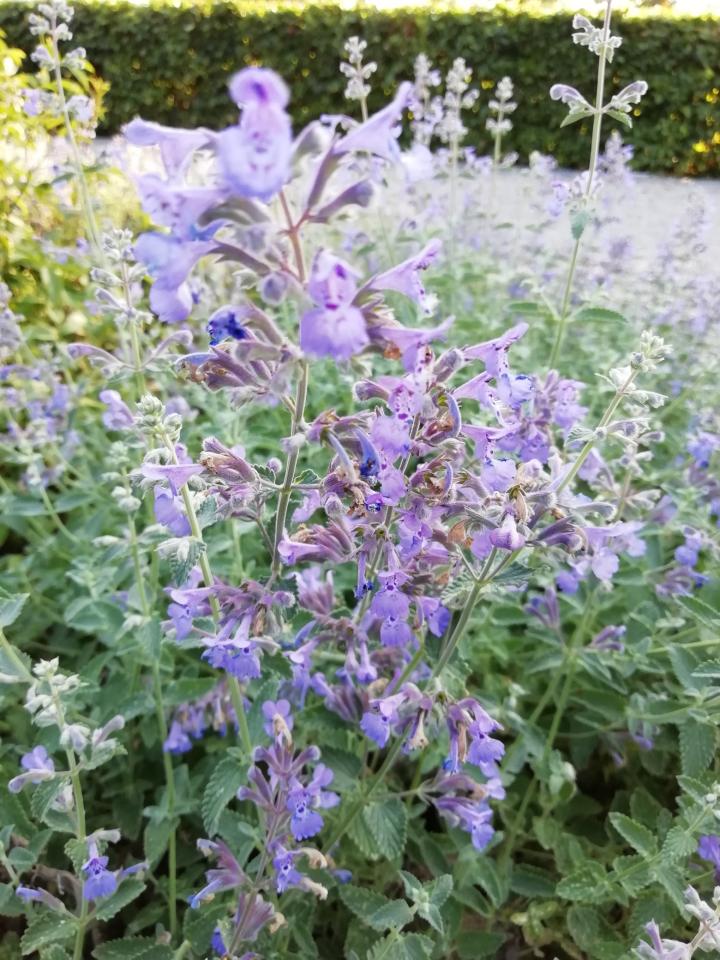 Nepeta faassenii (x) 'Dropmore'