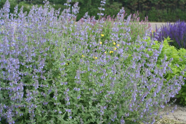 Nepeta faassenii (x) 'Six Hills Giant'