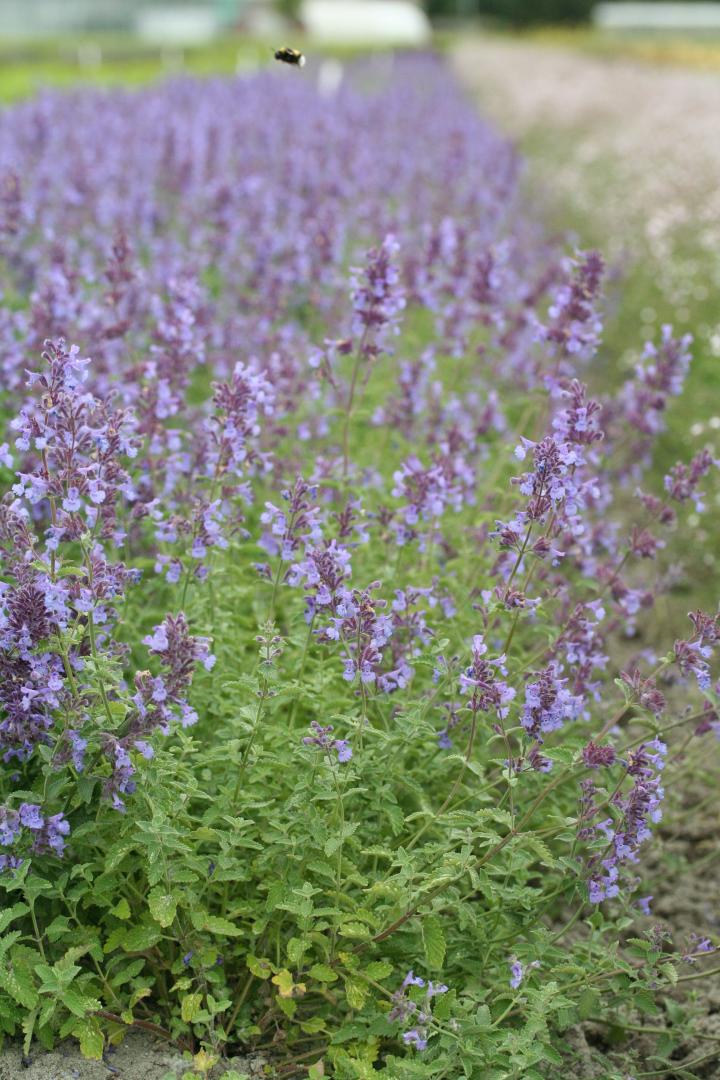 Nepeta faassenii (x) 'Walker's Low'