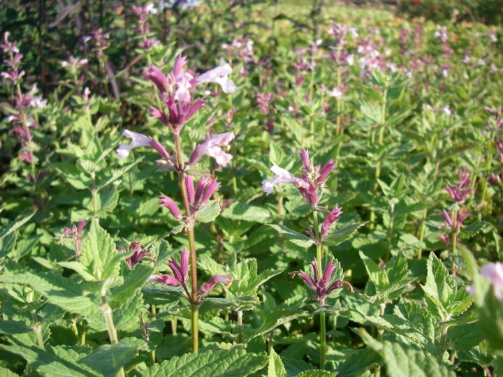 Nepeta grandiflora 'Dawn to Dusk'